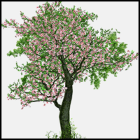 tree-body-center-tmb